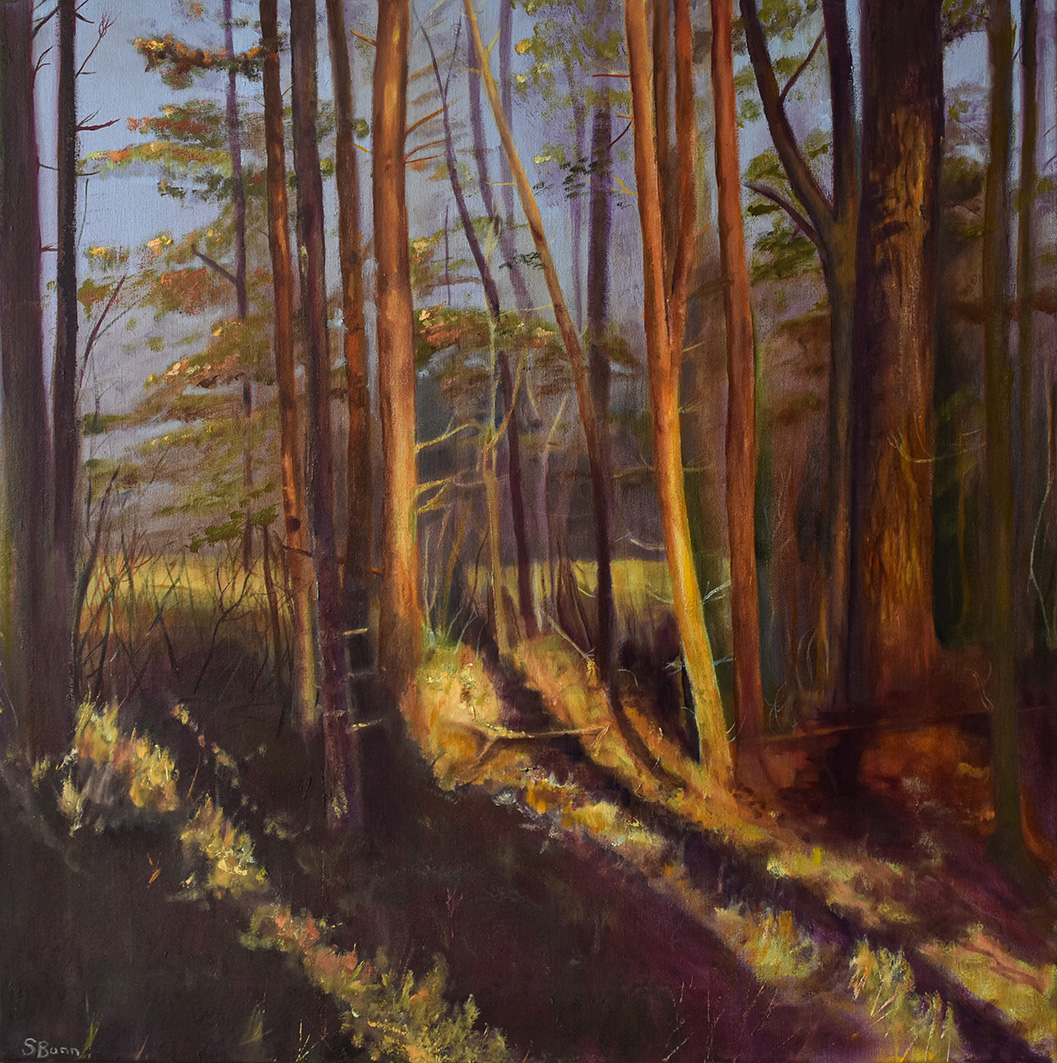 Scotch Pines in Dappled Light - Image 2